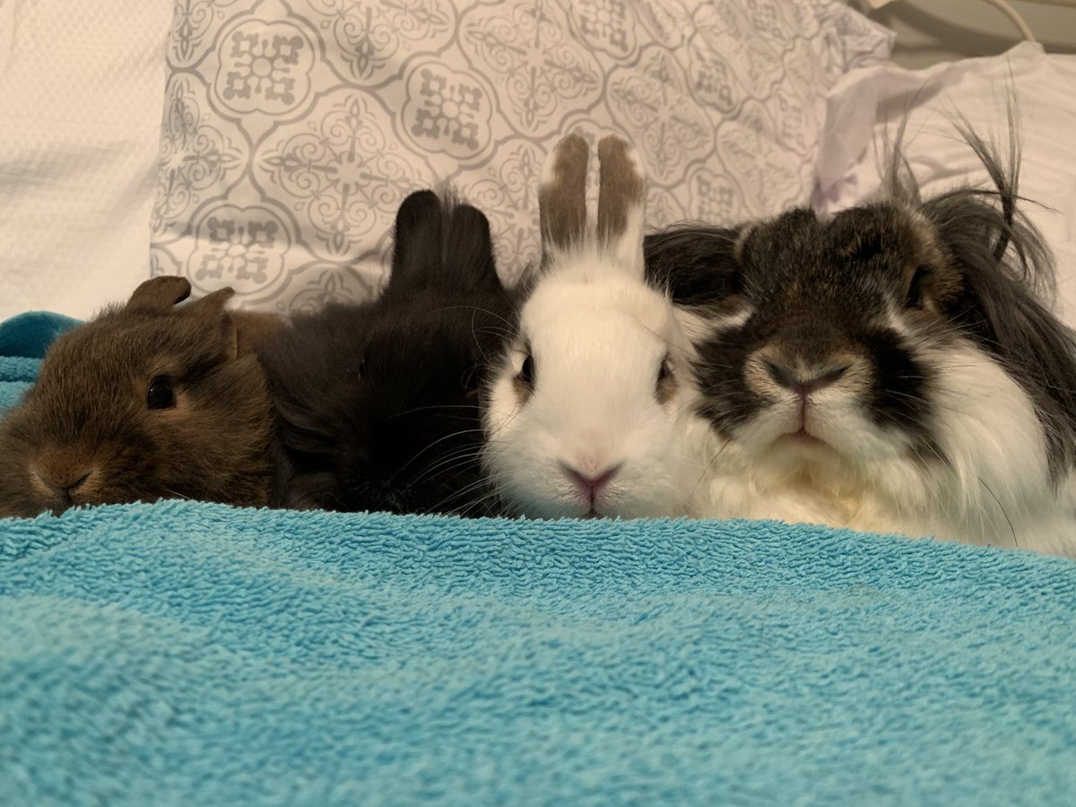 bailey_brouwer's tweet photo. Always knew I’d become a crazy rabbit lady 💁🏻‍♀️😍🐰 https://t.co/cwB3VUqDrv