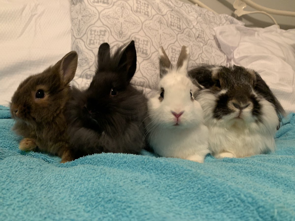 bailey_brouwer's tweet photo. Always knew I’d become a crazy rabbit lady 💁🏻‍♀️😍🐰 https://t.co/cwB3VUqDrv