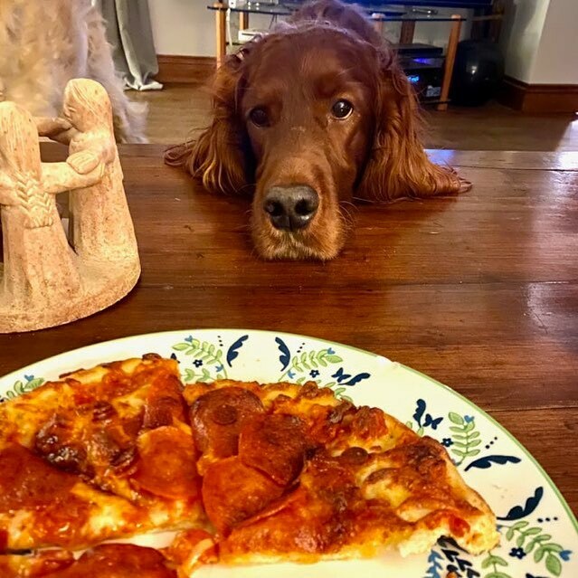 EdwardtheSetter's tweet image. Buy a dog. Never eat alone. #edwardthesetter #irishsetter #redsetter #areyougonnaeatthat #sharingiscaring
