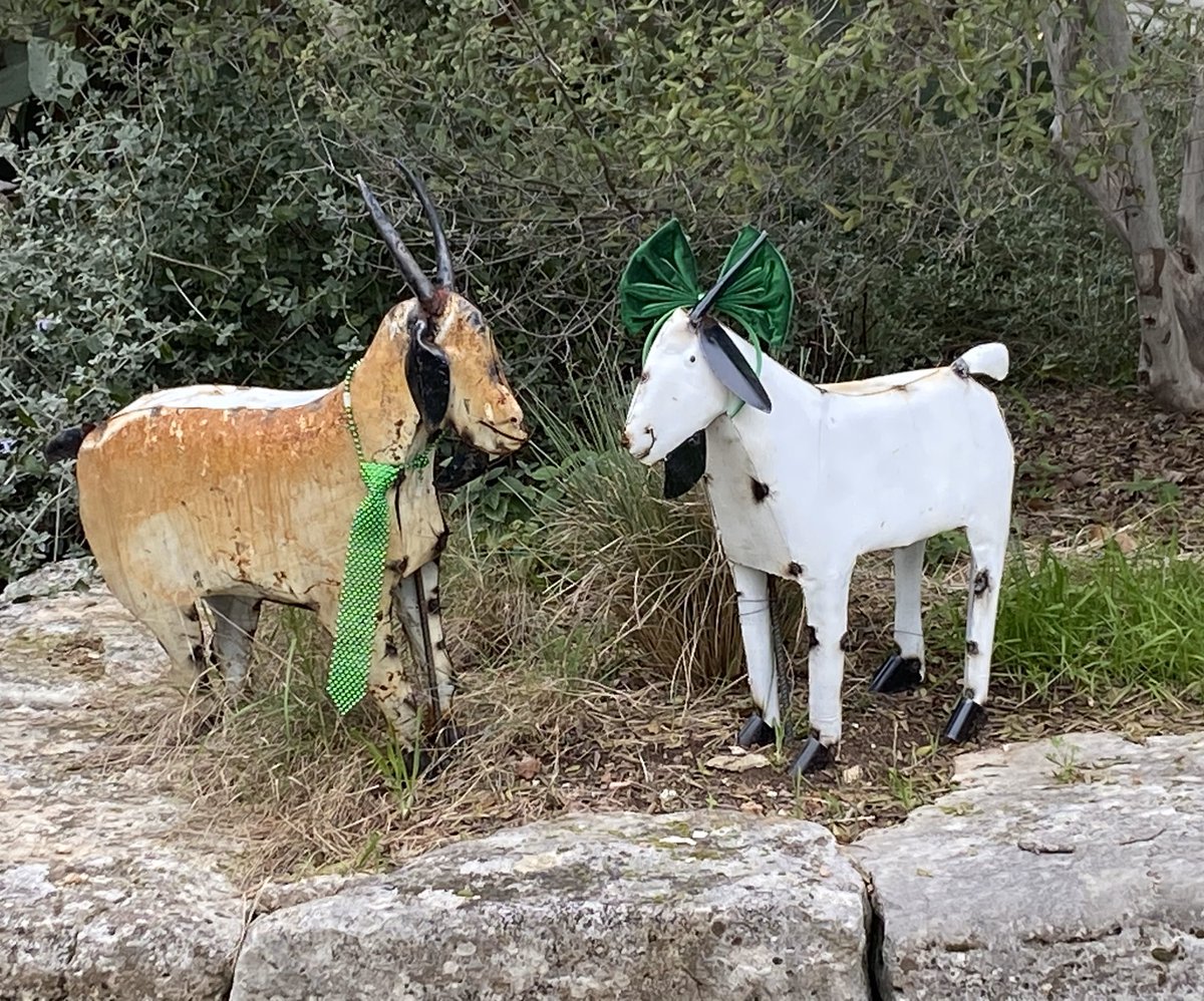 EnzoWestie's tweet photo. The yard #goats are ready for #StPatricksDay in #austin #lifeinaustin https://t.co/eZurzFzlZY