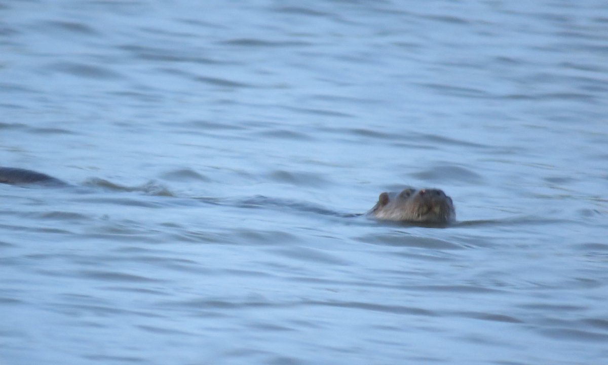 When I saw this at dusk tonight I thought it was so dark in colour that it must be a mink but looking at the photos is it an otter?