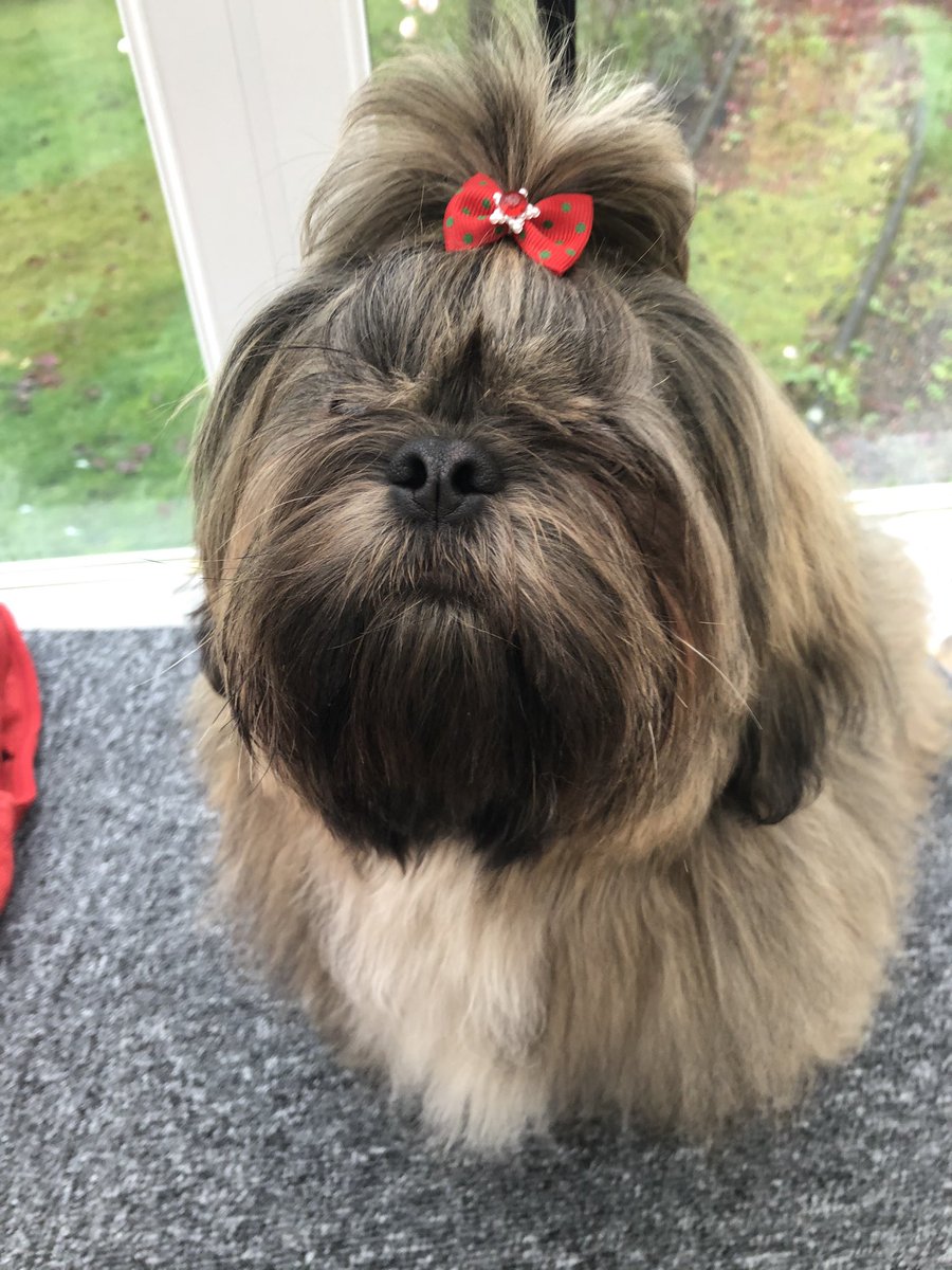 I am not amused #Crufts