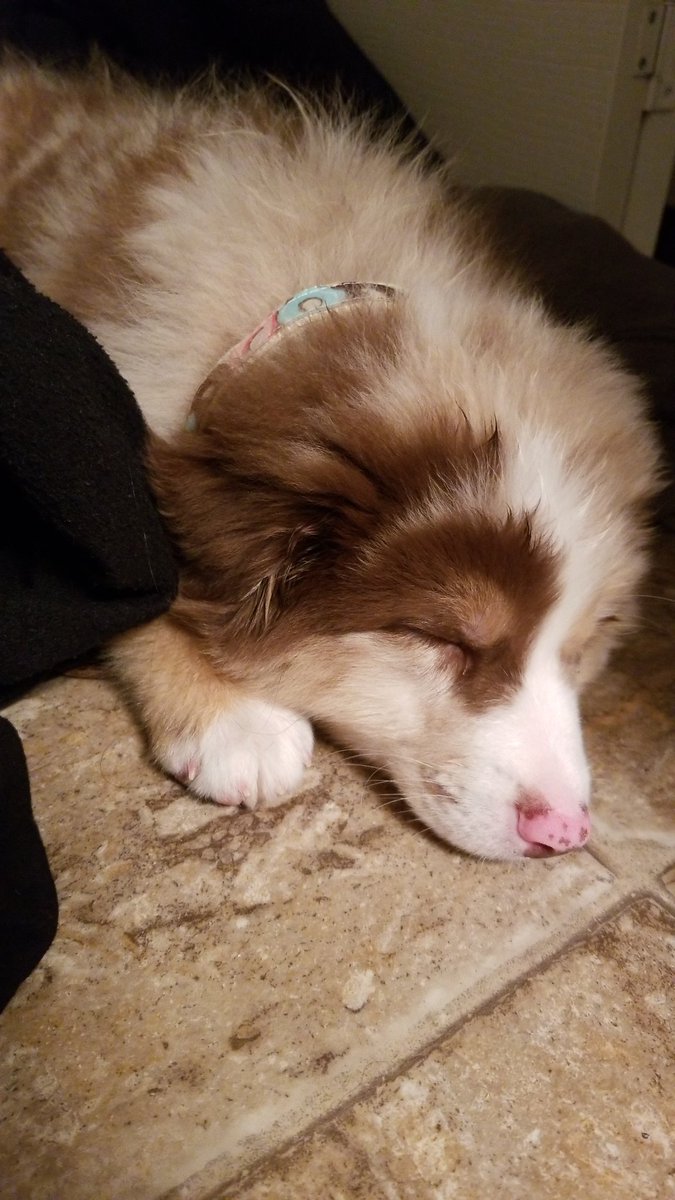 uglyMFP's tweet photo. This lil sleepy has a new daddy.. ME!
Yogananda or Yogi for short is proud to be a ginger aussie and is reppin the ugly lifestyle with his fresh n adorable donut collar. u gotta love this lil boop 😍😍 https://t.co/cG3DiJuZNF