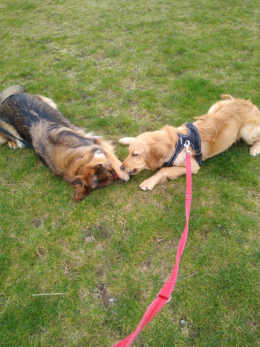 tabbyshell's tweet image. #crufts 
Norman the golden Irish with Lily his gsd girlfriend.