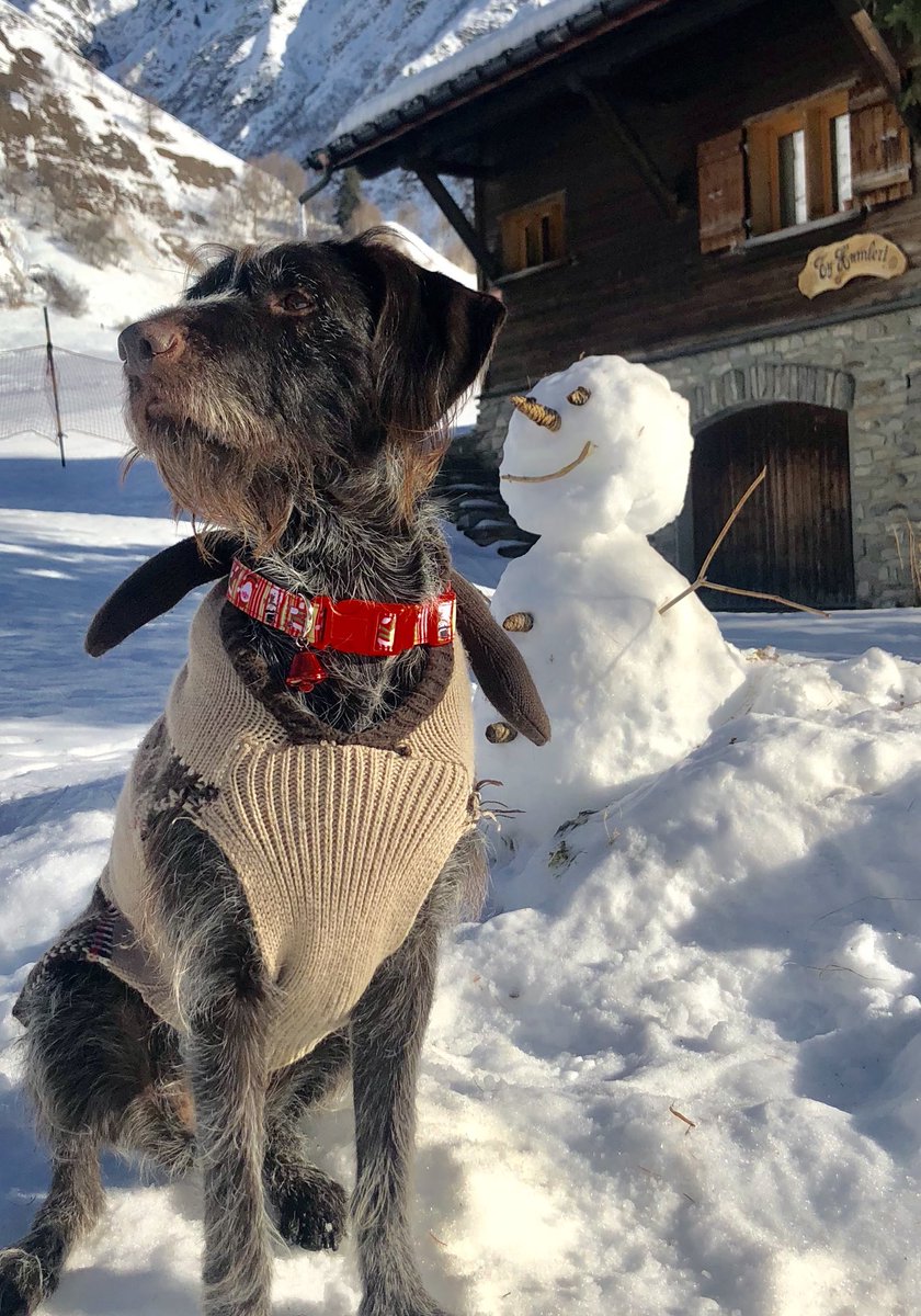 ⁦<a href="/Crufts/">Crufts</a>⁩ #crufts Our beautiful snow dog Tatti 🐾🐾