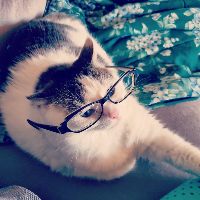 therisenjester's tweet photo. Shhh....she’s grading term papers. #drkitty #caturday #catsofinstagram #phdinbegging https://t.co/0BuW1A6QlQ