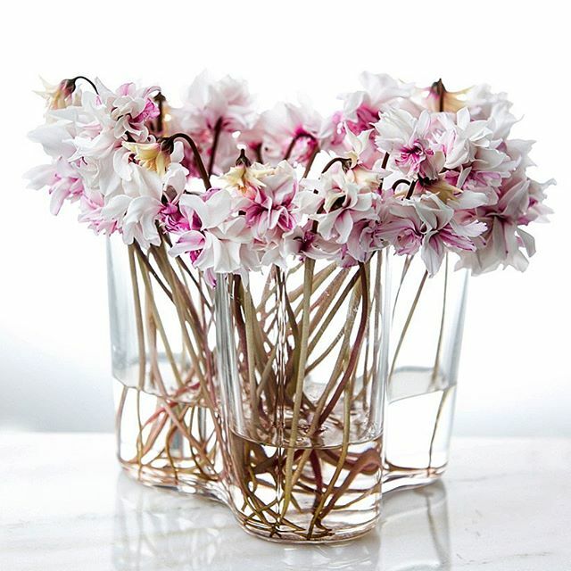 Cyclamen Flowers Cut of the plant and arranged in a alto vase #nicolaibergmann #ニコライバーグマン #cyclamen #alto ift.tt/3aCYn48