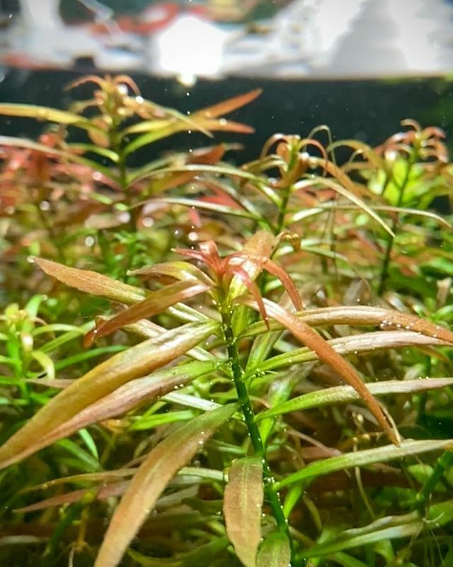 dperezgancedo's tweet photo. #bucephalandralovers #plantedtank #aquaticplants #wabikusa #aquarium #emersedplants #moss #ramirezi #hydrocotyle #acuariofiliamadrid #emersed #rotala #amaniagracilis #my80l #diplidis #pinnatifida https://t.co/I4imgDLIWV https://t.co/d8royd57ht
