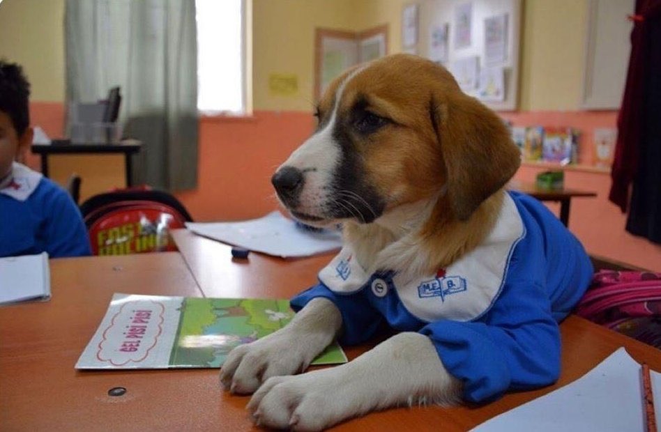 Kısacık ömründe, tertemiz çocukların kalbinde bıraktığın muhteşem izler için ne kadar teşekkür etsek az. 

Hoşçakal Fındık...