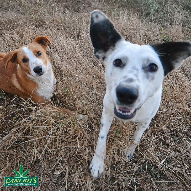 CaniBits's tweet photo. Everything's better with a buddy! https://t.co/NprJSxCwSC