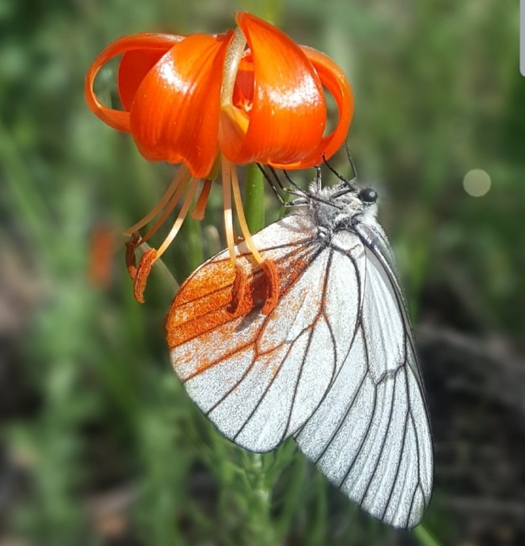 PatersonsPhoto1's tweet photo. Butterfly catching pollen on her wings
#PhotoOfTheDay #photography #butterfly #macro #nikon https://t.co/kapTo7lo9l