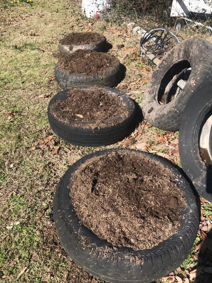 When you live on hard rocky soil, you use what you have and recycle old tires for potatoes and garlic