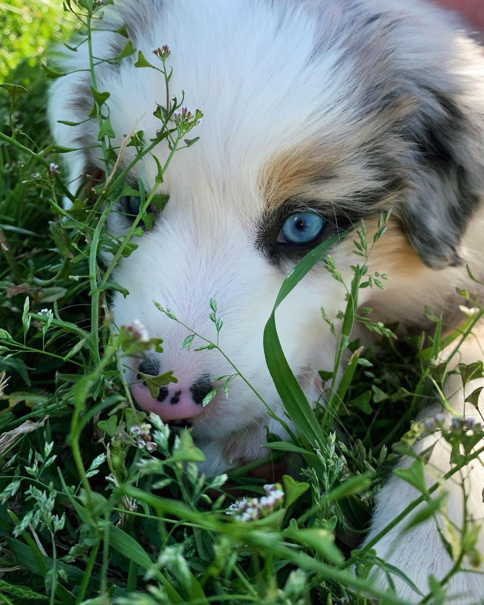 waduPUBG's tweet photo. my dog is cuter than your dog https://t.co/OqNpGoCrDm