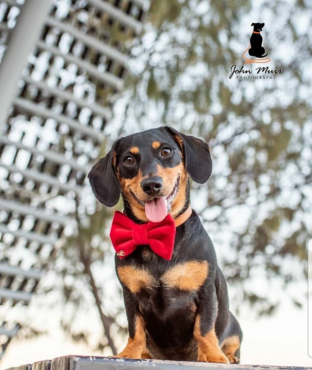 J0HN__'s tweet photo. 😎 🎀 .

Don't you just love a pupper who can pull off a slick bow tie 😁! .

This is the handsome, @wilfred.the.wiener , bringing his A-Game to his birthday photo shoot! 🎉 🎊 . .

#dogsinbows #bowtie #daschundsofinstagram #daschundlove #daschundpuppy #sausagedog #sausagedog… https://t.co/y0hcwtOHtI