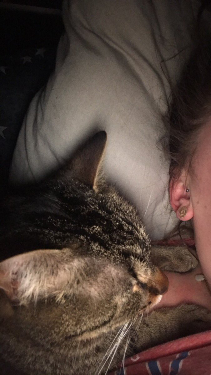 pixelchat62's tweet image. Que je fais le câlin ce soir avant le chabandonnage demain. Que l’humaine va travailler alors que c’est le dimanche que c’est nul/20