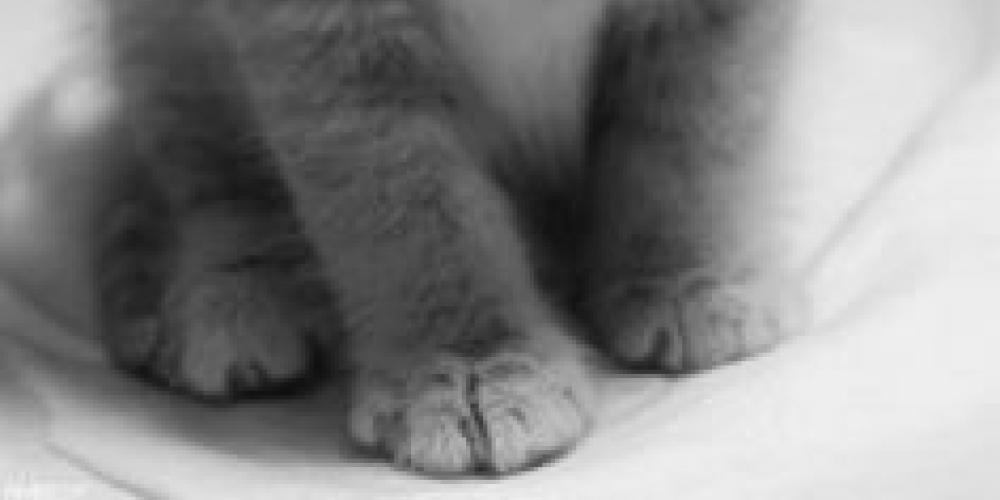 KittyFy3's tweet photo. #catsofinstagram #catloversclub #catsoftwitter #cats https://t.co/dAwEWnsPBU