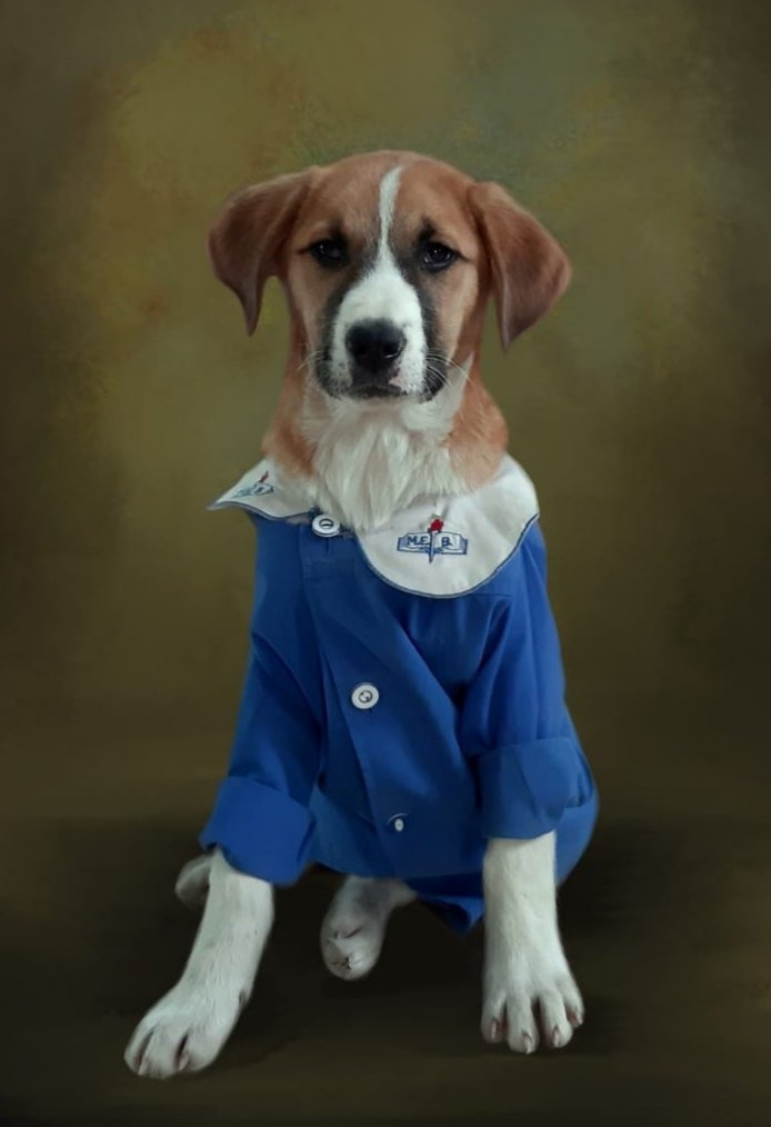 Pawsposing tweet media