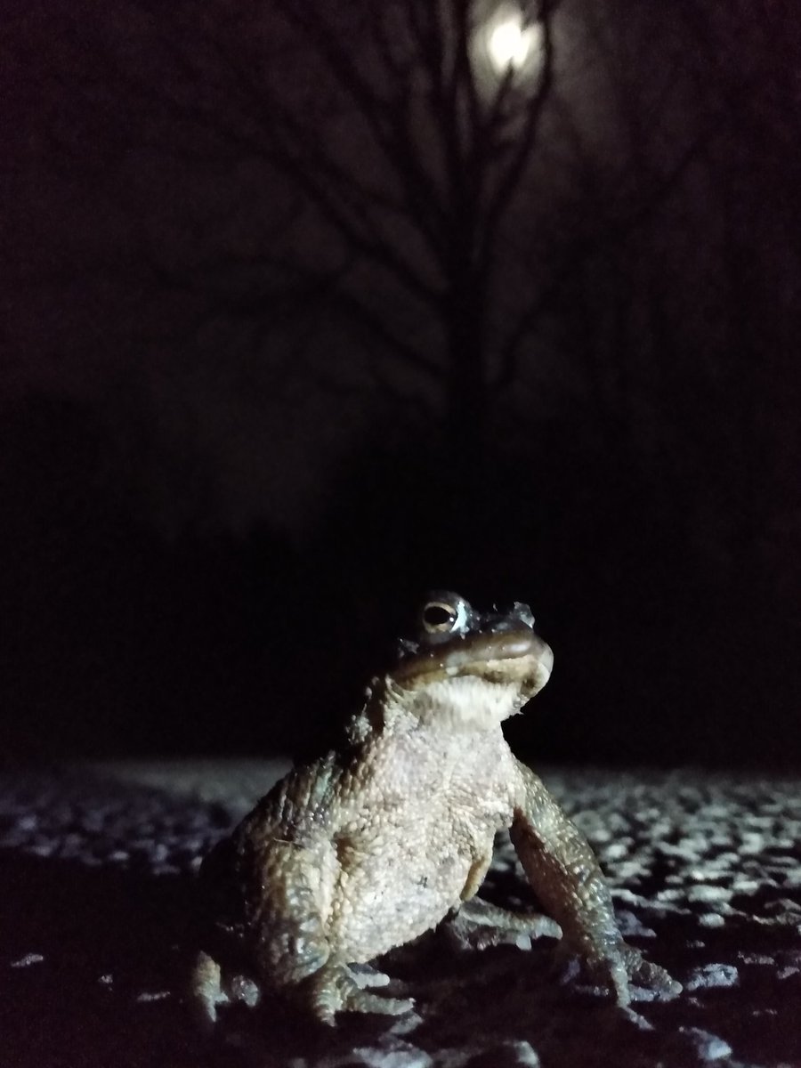 15 toads, 3 newts and a frog helped across the road this evening by volunteers at the Bobbits Lane toad patrol - bathed in moonlight! <a href="/WildIpswich/">Wild Ipswich</a> <a href="/Ipswich_Toads/">Ipswich Toad Patrol</a> #volunteer #toad #wildlife #amphibians #frog #newt