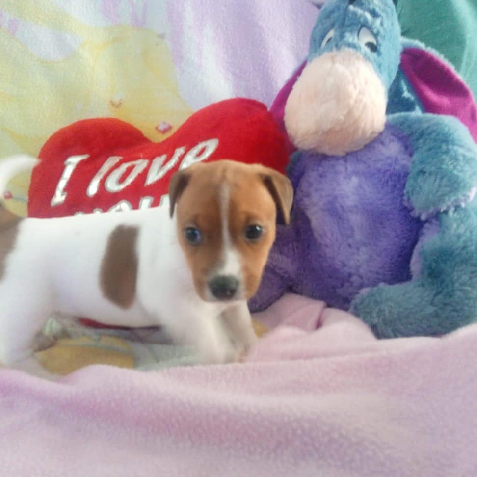 PuppiesJack's tweet photo. Help little milo get a new home https://t.co/C1gAdxEGqw