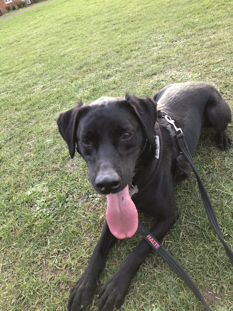 bowow_jack's tweet photo. Today I helped the humans with some gardening. I waited until they were carrying pots and couldn’t see me, then I dropped my ball right by their feet. FYI, my ideal day is playing ball aaaall day. And eating treats of course #neverbeenfed #Labrador https://t.co/OMCwn0mL8Z