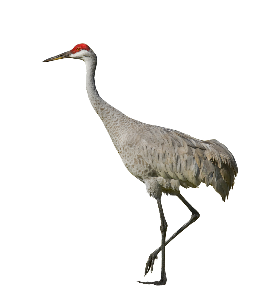 Early Bird A Twitteren 重い物を吊り上げ移動させる機械をクレーンと呼んでいる 英語では Crane と綴り 鶴 を意味する語でもある 起重機の形状が鶴を連想させるところから名付けられた ちなみに ジャム等に使うクランベリー Cranberry も Crane に由来する