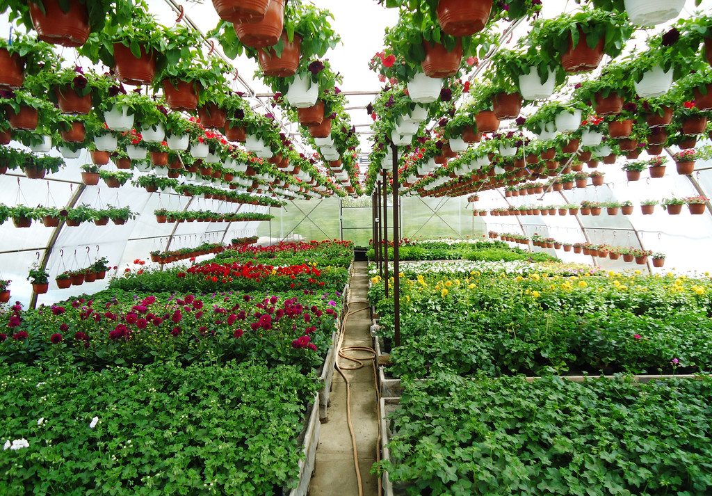 climapod's tweet photo. π Aesthetics Winter Cultivation βοΈ
Grow tasty organic food year round with ClimaPod π Greenhouse
#hothouse #glasshouse #winter #gardening #fourseason #cultivation #cultivation #farming #greenhouse #climashell https://t.co/EJncBPH6Vx