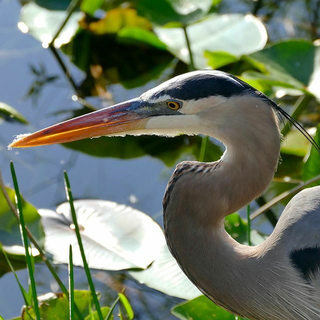 #greatblueheron #anhingatrail #everglades #nps #florida ift.tt/2VTxa9e