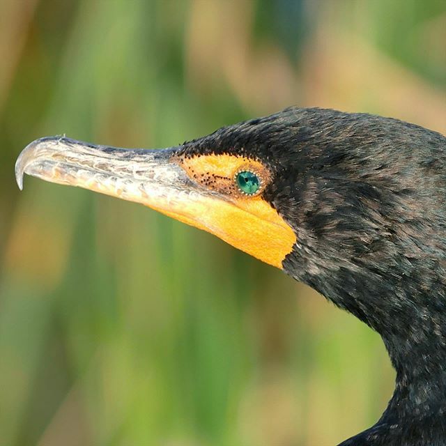 #cormorant #anhingatrail #everglades #nps #florida ift.tt/2wBKQej