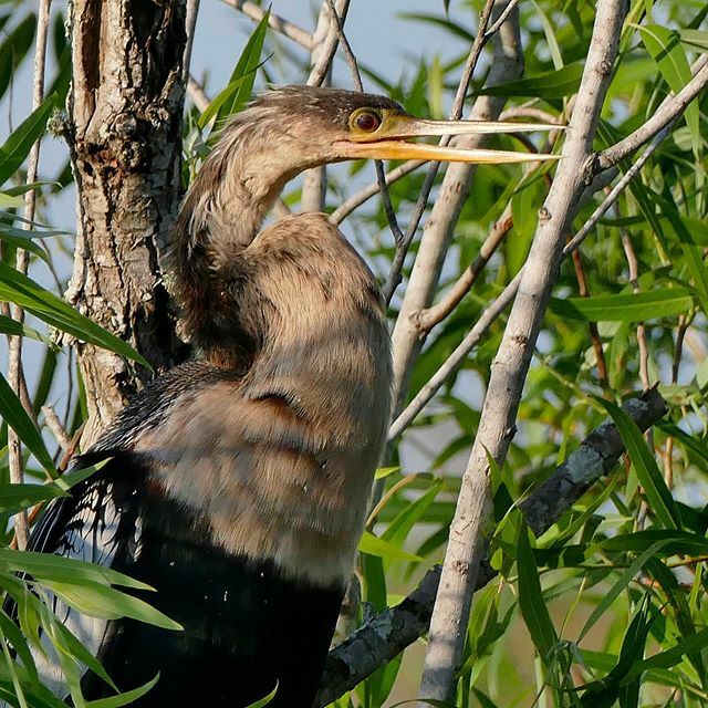 #anhinga #anhingatrail #everglades #nps #florida ift.tt/2wGmjEN