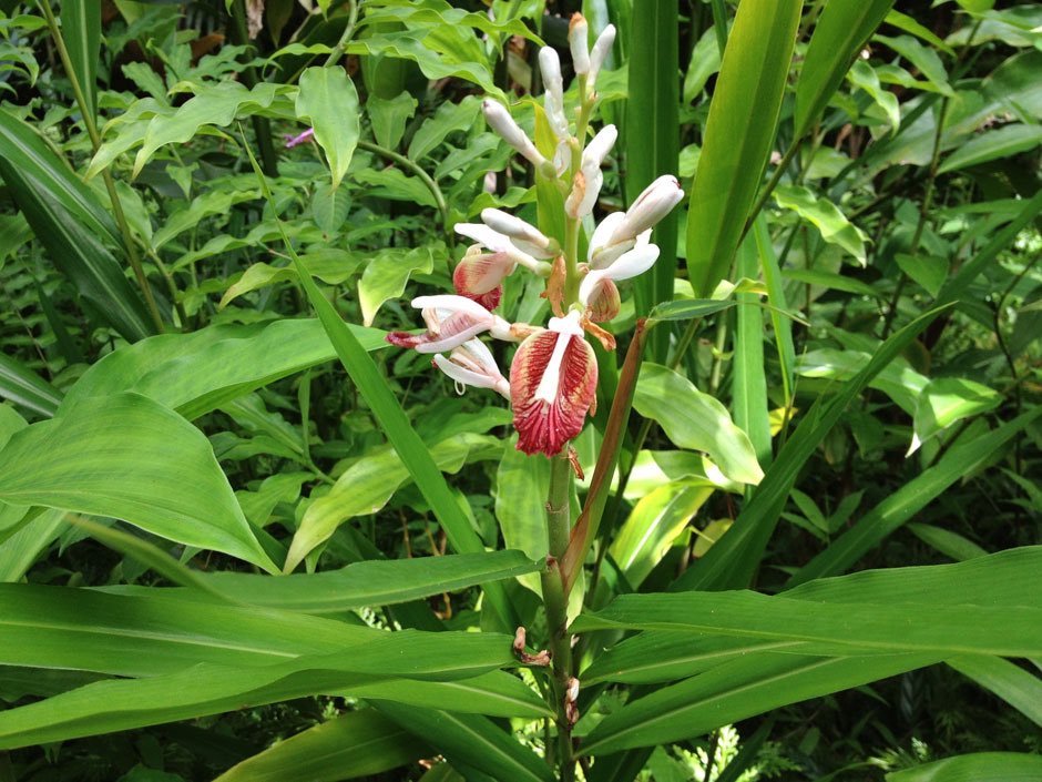 草木のこと Elettaria Cardamomum ショウズク ショウガ科の多年性植物 その種がスパイスとして知られる カルダモンに使用される 原産地は南インドとされるが コスタリカやインドシナ半島などにも帰化している カレーにカルダモンが使用されているのは知
