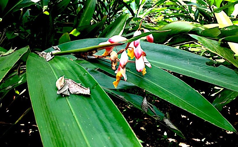 草木のこと Elettaria Cardamomum ショウズク ショウガ科の多年性植物 その種がスパイスとして知られる カルダモンに使用される 原産地は南インドとされるが コスタリカやインドシナ半島などにも帰化している カレーにカルダモンが使用されているのは知