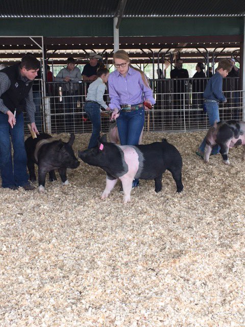 DustySpencer1's tweet photo. I always like watching this girl in the show ring.  Cattle✅ Hogs✅ Sheep✅!  Goats are always a definite NO! @taylorjade9612 https://t.co/ARZYGtaUon