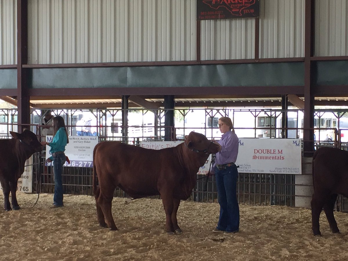 DustySpencer1's tweet photo. I always like watching this girl in the show ring.  Cattle✅ Hogs✅ Sheep✅!  Goats are always a definite NO! @taylorjade9612 https://t.co/ARZYGtaUon
