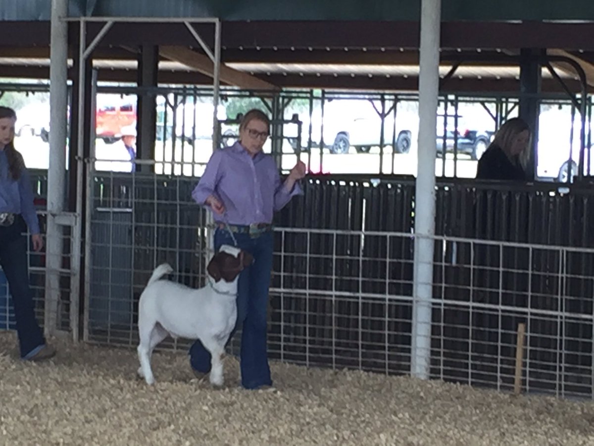 DustySpencer1's tweet photo. I always like watching this girl in the show ring.  Cattle✅ Hogs✅ Sheep✅!  Goats are always a definite NO! @taylorjade9612 https://t.co/ARZYGtaUon
