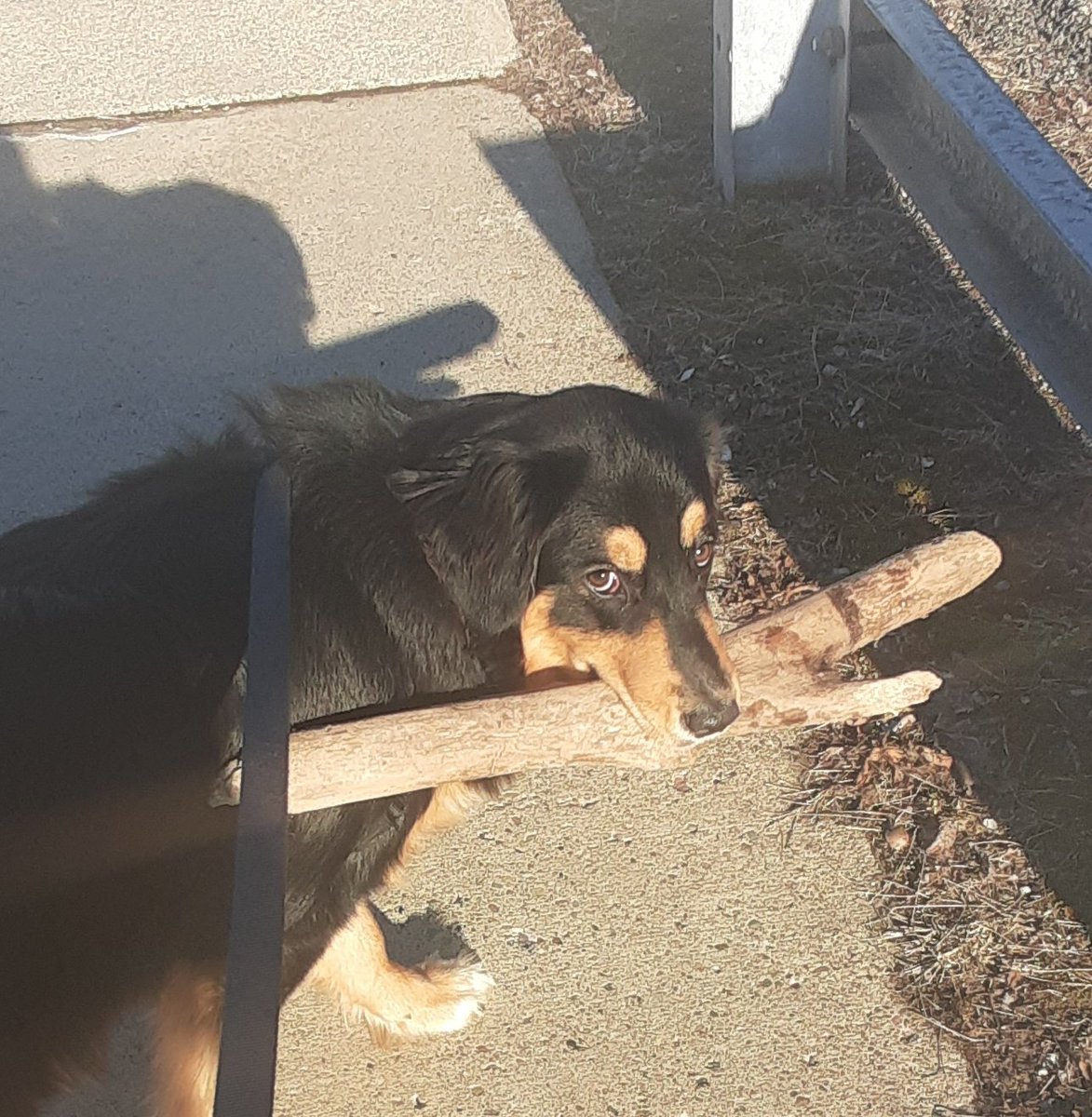 RocketAussie's tweet photo. #beststickever I found this and insisted on bringing it home. I got cheers from several passing cars! https://t.co/Fmf5RKrWq5
