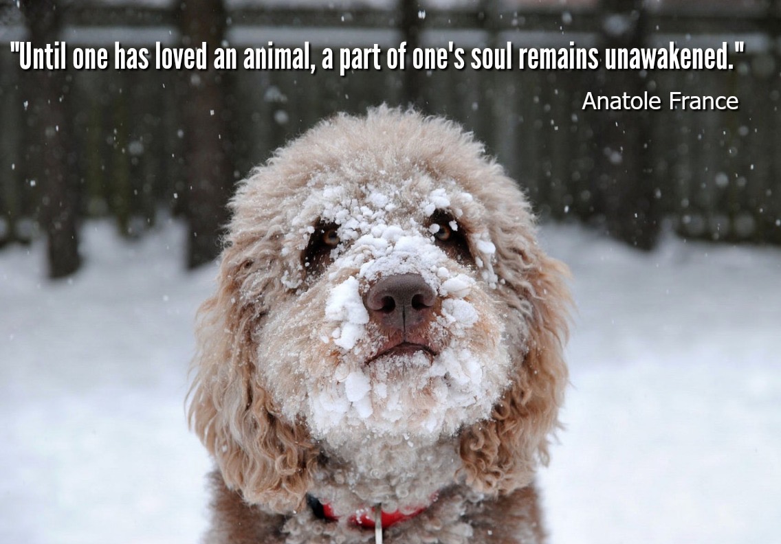 Our pets can teach us a lot about love and living…