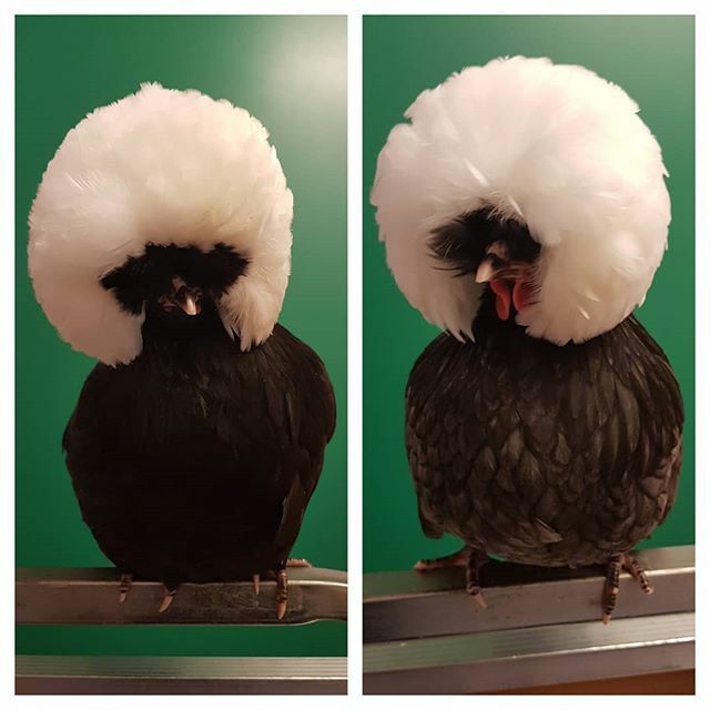 simonpickles's tweet photo. The two Flossies #chickenhour #chickens #poland #fancyfowl #chickensofinstagram #backyardchickens https://t.co/tBIVZJ7sbm https://t.co/1eHVpIblJq