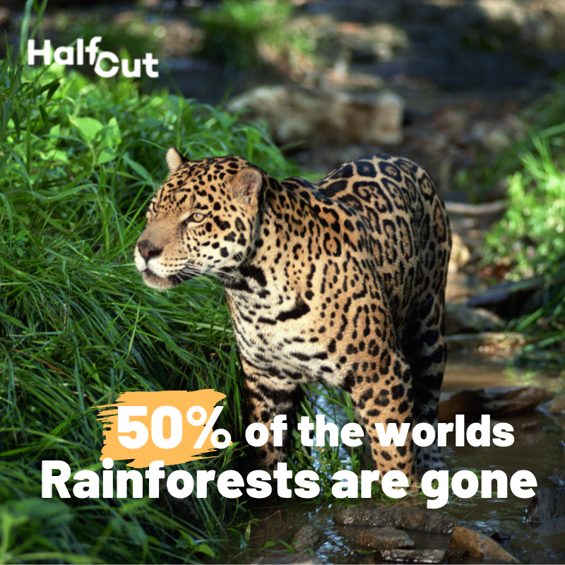 halfcut8's tweet photo. Sad to think we have done so much destruction, but emporing to know we can change it and save what remains! Donate or join halfcut 2020 to help raise critical funds to save rainforest! https://t.co/5nCM5djcxM