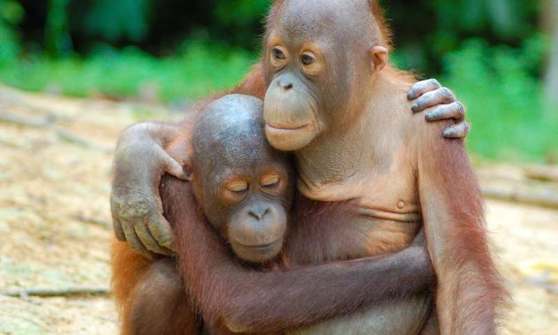 I recently learned that Orangutan is derived from the Malay word 'Orang' meaning man, and 'hutan' meaning forest.

The people of the forest.

And I like to think for the longest time we've always been able to sense the intelligence and companionship behind their eyes.