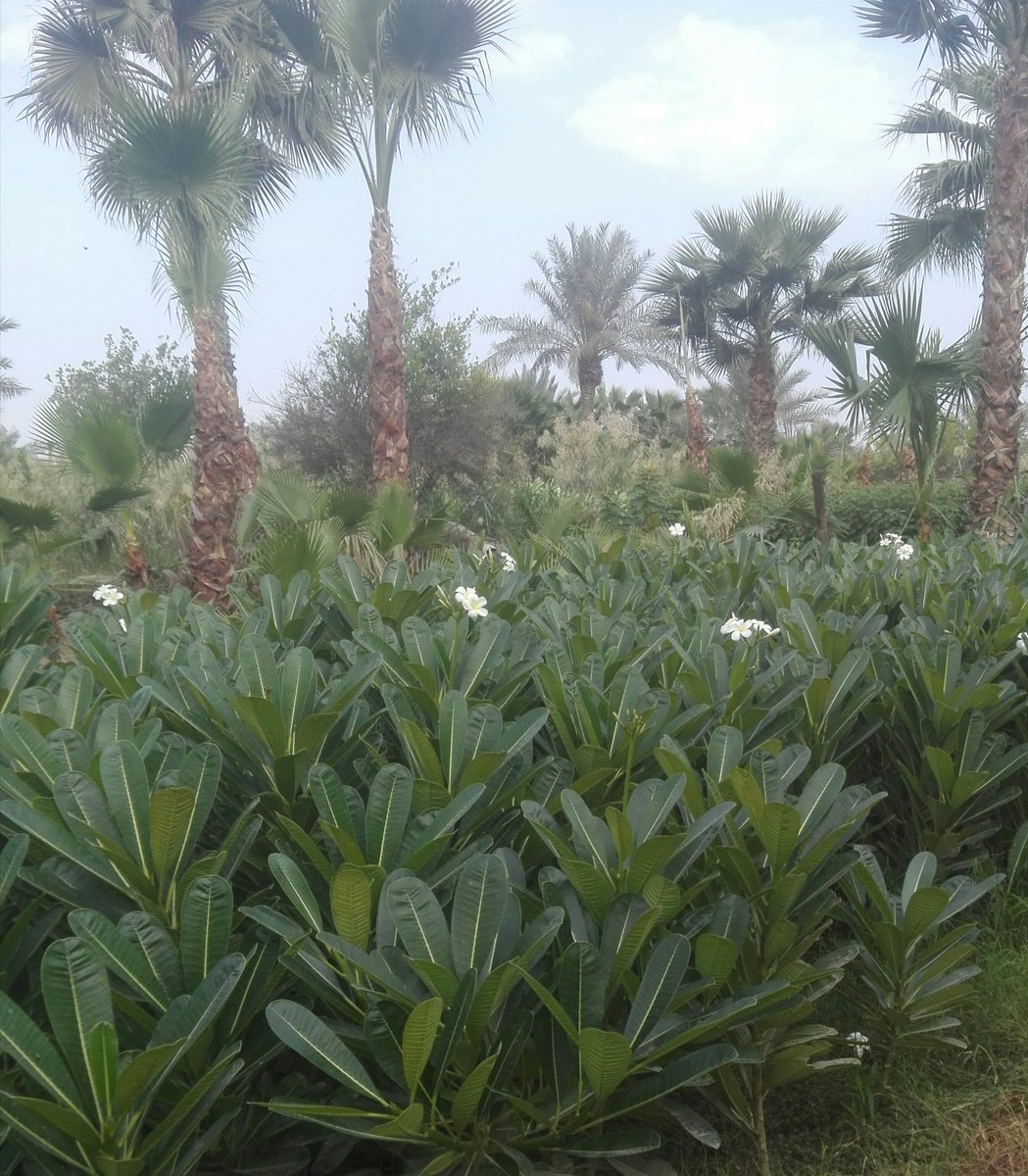 Mashtal4's tweet photo. @AiiiA_111 هواوي https://t.co/66wjauGFFF