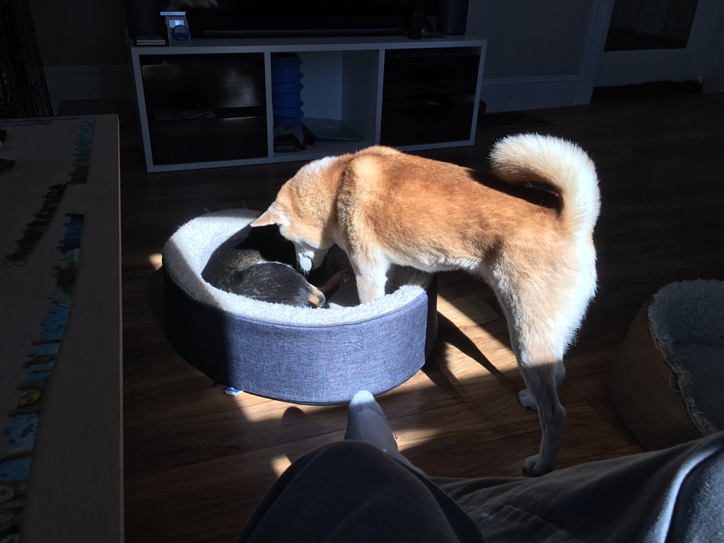 schroee's tweet photo. Chewy wants the bed in the sun, Juno says โoccupiedโ. #chewbear #junebug #shiba #shibainu #shibapack #shiblings https://t.co/PtV7D4ZfFa