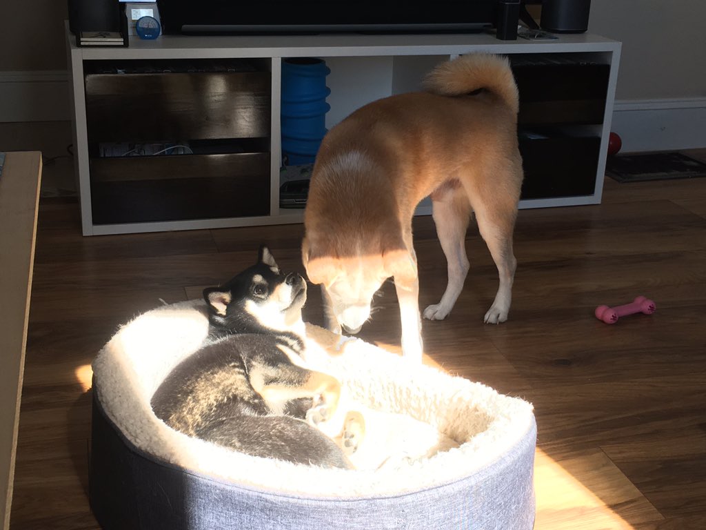 schroee's tweet photo. Chewy wants the bed in the sun, Juno says โoccupiedโ. #chewbear #junebug #shiba #shibainu #shibapack #shiblings https://t.co/PtV7D4ZfFa