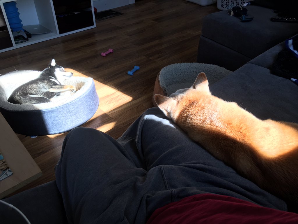 schroee's tweet photo. Chewy wants the bed in the sun, Juno says โoccupiedโ. #chewbear #junebug #shiba #shibainu #shibapack #shiblings https://t.co/PtV7D4ZfFa