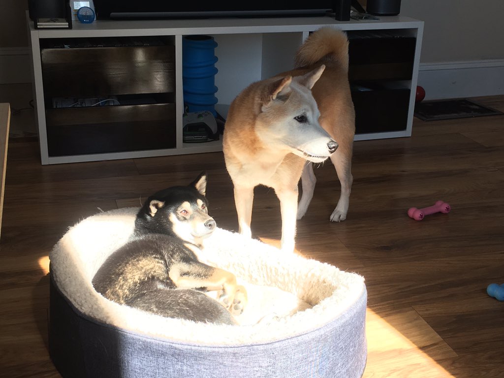schroee's tweet photo. Chewy wants the bed in the sun, Juno says โoccupiedโ. #chewbear #junebug #shiba #shibainu #shibapack #shiblings https://t.co/PtV7D4ZfFa
