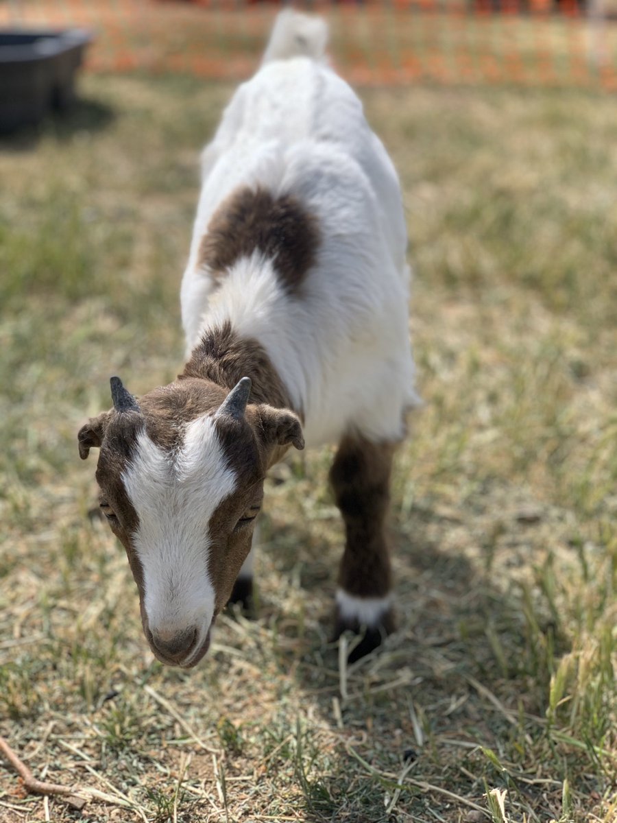 805goats's tweet photo. The babies are officially in the big pen and are LOVING it! 🐐🌳🥺❤️ https://t.co/kZZK7ppi5N