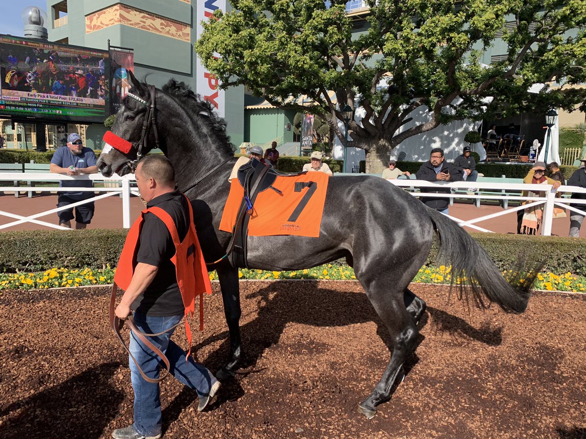 frisky_filly's tweet photo. Our superstar colt #Liamspride smoked em today at Oaklawn I’m in love with him! #superstar #teambluechip https://t.co/tlUANdBBIW