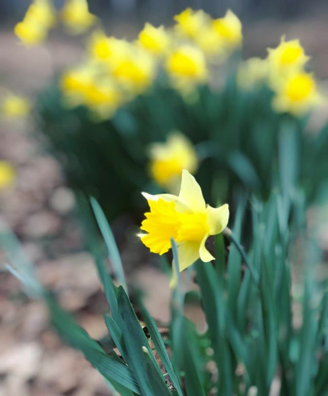 kwhitten's tweet photo. I’m not sure what’s better, spring or portrait mode. Both make everything look better in my opinion.
:
I hope you’ve enjoyed this God given beautiful spring Saturday.
:
Also, don’t forget to spring forward tonight. Hooray!! Longer days are coming. 🙌🏼… https://t.co/Nd3rXSlNqk https://t.co/uh3nVDJy1t