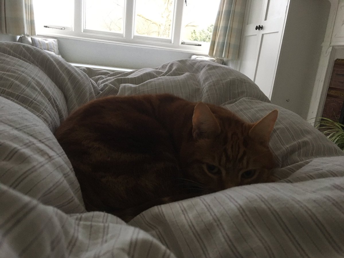 DaSuggs's tweet photo. @DaSuggs thinking it might be #Caturday but sure as hell he ain’t rushing up #gingercatsoftwitter https://t.co/RtKQSQfOMV