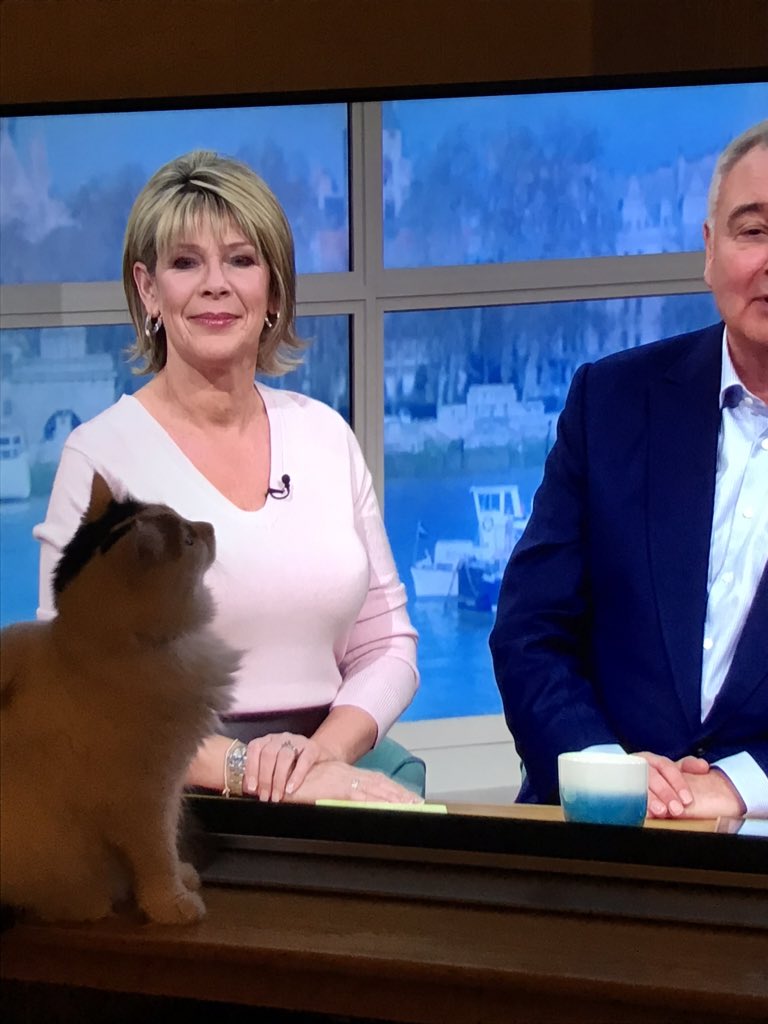 You have a new admirer #eamonnholmes #ruthlangsfordfashion Libby our gorgeous rescue cat,