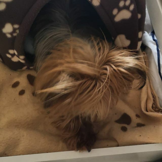 Miro_ich's tweet photo. Gääähn... Gemütliches Bett
.
.
.
#miro #müde #tired #sleepless #mood #moody #sleep #herzaufvierpfoten #yorkie #yorkshire #yorkshire_terrier #petstagram #hund #dog #dogstagram #dogoftheday #yorkshireterrier #dogsofinstagram #yorkiesofinstagram #terrier #y… https://t.co/Mv0HfNgLrF https://t.co/JDLmS5qvPx